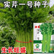 Jinnan Shiqin solid celery seeds, balcony potted celery, farmhouse vegetable garden sowing vegetable seeds in all seasons, Jinnan Shiqin seeds, 10 packs, about 10,000 grains