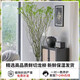 Fresh branches of dragon willow, hydroponic plants, dry branches of snow willow with buds and wicker branches, living room green plants and flowers, indoor potted plants, easy to grow. Selected fresh branches of dragon willow, 80cm high, 10 branches (soaked in water and grow wildly) with nutrient solution.