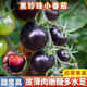 Sugar water black pearl black tomato seeds black persimmon small tomato seeds cherry tomatoes balcony potted fruit and vegetable seeds black gem tomato seeds 200 capsules / 2 bags + fertilizer new seeds of the year