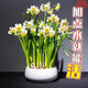 Zhangzhou narcissus bulb seeds special-grade water-cultured bulbs with buds large balls indoor and outdoor winter hydroponic plant pots special-grade narcissus narcissus large balls 3 pieces circumference 18-25 not including pots