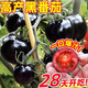 Sugar water black pearl black tomato seeds black persimmon small tomato seeds cherry tomatoes balcony potted fruit and vegetable seeds black gem tomato seeds 200 capsules / 2 bags + fertilizer new seeds of the year