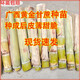 Guangxi's golden sugarcane can be planted in trays in all seasons and is easy to grow. Yellow-skinned and green-skinned sugarcane seedlings are sweet and crispy. 10 golden sugarcane seedlings. 20 golden sugarcane seedlings. 3-5 buds/root. Free planting method.