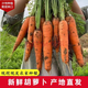 Dongdong Maicai, freshly dug carrots from the origin, high-quality small fruit hot pot ingredients JD.com, Henan fresh carrots 2Jin Jin is equal to 0.5kg, net weight (1.9Jin Jin is equal to 0.5kg)