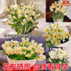 Zhangzhou narcissus bulb seeds special-grade water-cultured bulbs with buds large balls indoor and outdoor winter hydroponic plant pots special-grade narcissus narcissus large balls 3 pieces circumference 18-25 not including pots