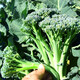 Beijing fresh Yunnan fresh broccoli moss, long-stem broccoli moss, sweet, crisp and tender, kept fresh with ice, net weight 2.5Jin Jin equals 0.5kg, straight from the source