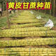 Guangxi's golden sugarcane can be planted in trays in all seasons and is easy to grow. Yellow-skinned and green-skinned sugarcane seedlings are sweet and crispy. 10 golden sugarcane seedlings. 20 golden sugarcane seedlings. 3-5 buds/root. Free planting method.