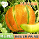 Long-cultivation Qiligan Xinjiang Laohan melon seeds super sweet Hami melon seeds are only suitable for northwest characteristic fruit species in spring and autumn. Qiligan seeds 10 grams (Xinjiang thick-skinned Laohan melon)