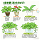 Pothos potted plants absorb formaldehyde and purify the air, hydroponic green plants, easy-to-grow flowers for lazy people, moving gifts. Best selling 5 pots. Pothos + white pumpkin pots self-absorb water. The overall pot height is 20-25cm.