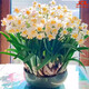 Zhangzhou narcissus bulb seeds special-grade water-cultured bulbs with buds large balls indoor and outdoor winter hydroponic plant pots special-grade narcissus narcissus large balls 3 pieces circumference 18-25 not including pots