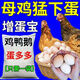 Egg Duoduo chickens, ducks, geese, general egg-laying treasure, egg-stimulating device to improve egg quality, special feed additive for those who cannot lay eggs in cold weather, 2 bags, specially designed to cure those who cannot lay eggs in cold weather.