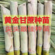 Guangxi's golden sugarcane can be planted in trays in all seasons and is easy to grow. Yellow-skinned and green-skinned sugarcane seedlings are sweet and crispy. 10 golden sugarcane seedlings. 20 golden sugarcane seedlings. 3-5 buds/root. Free planting method.