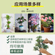 Shiqi wound healing agent tree rose fruit tree seedlings plant bonsai pruning grafting healing ointment smear healing ointment