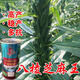 New Aerospace Overlord Whip Sesame Seed High Oil High Yield White Sesame Seed Hybrid Field Short Stem High Oil Containing Sesame Seed Sesame King 150g Can/High Yield White Sesame Seed