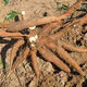 Yishenghuo authentic Guangxi Huanan No. 9 yellow-heart cassava seedlings, preferred No. 9 yellow-fleshed cassava seedlings, 100 yellow-heart cassava seedlings
