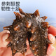 Sea cucumber, ready-to-eat sea cucumber single pack, Dalian fresh sea cucumber single pack, 500g seafood holiday gift box, ready-to-eat sea cucumber 31-50 pieces/Jin Jin equals 0.5 kg