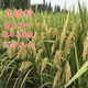 Semillas de arroz convencional, semillas de arroz de secano, arroz temprano, arroz tardío, arroz de tallo, arroz convencional, semillas de arroz, semillas de arroz fino, semillas originales, semillas retentivas, semillas de arroz de secano, 1 Jin Jin es igual a 0,5 kg Precio