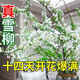 Special price snow willow dry branches, fresh branches, hydroponic stems and branches, potted plants, fresh cut flowers, New Year's Eve bouquets, branches, saplings, spray snowflakes 03 Special offer, Snow Willow 60-80 cm, 8 branches + nutrient solution, pot not included