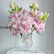 Exclusive for live broadcast, 10 Siberian single-petal lilies, 1 serving