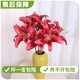 AB grade high-quality perfume lily flowers, hydroponic flower arrangement, home life water-raised fresh-cut roses from Yunnan, straight hair, high quality, AB grade random color large buds, 10 lilies + preservative