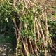 Yishenghuo authentic Guangxi Huanan No. 9 yellow-heart cassava seedlings, preferred No. 9 yellow-fleshed cassava seedlings, 100 yellow-heart cassava seedlings