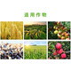 Baoying 20% Phenylpeptidine Soybean, Pepper, Rape, Tomato, Citrus, Flower and Fruit Preserving Pesticide Growth Regulator 500g