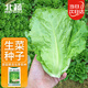 Beishu lettuce seed seedlings for all seasons, heat-resistant and bolting-resistant rapeseed seeds, about 5,000 pieces of Sucui No. 1 lettuce seeds