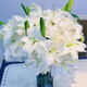 Exclusive for live broadcast, 10 Siberian single-petal lilies, 1 serving