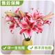 AB grade high-quality perfume lily flowers, hydroponic flower arrangement, home life water-raised fresh-cut roses from Yunnan, straight hair, high quality, AB grade random color large buds, 10 lilies + preservative