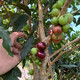 Jiabao Fruit Seeds, four-season sowing for balcony potted plants and small yard cultivation of high-yielding fruits, Sabah Jiabao Fruit Seeds, Jiabao Fruit Seeds (Rich in nutrients, sweet and sour, 3 packs (about 303 seeds), selected good seeds)