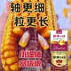 National-approved original red-shaft low-stem stable-yielding corn seeds wholesale, stable yield, drought-resistant, disease-resistant, lodging resistance, north and south, national-approved Saibo 168 4400 grains, one acre of quality, imported high-tech seed coating agent
