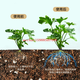 Soil Activator Bao Mine Source Potassium Fulvic Acid Humic Acid Rooting Liquid Acid-Alkali Adjustment Soil Compaction Improvement Fertilizer