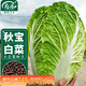 Shouhe Chinese cabbage seed seedlings, winter and spring vegetable seeds for field planting, Weiyu Qiubao cabbage seeds 10g*5 bags