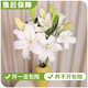 AB grade high-quality perfume lily flowers, hydroponic flower arrangement, home life water-raised fresh-cut roses from Yunnan, straight hair, high quality, AB grade random color large buds, 10 lilies + preservative