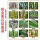 Wheat package, one spray, three preventions, wheat production increase, disease prevention, antibacterial, insecticide, anti-falling resistance, strong seedlings, increase production package, 10-in-1 (10 acres dosage)