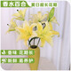 AB grade high-quality perfume lily flowers, hydroponic flower arrangement, home life water-raised fresh-cut roses from Yunnan, straight hair, high quality, AB grade random color large buds, 10 lilies + preservative