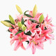 AB grade high-quality perfume lily flowers, hydroponic flower arrangement, home life water-raised fresh-cut roses from Yunnan, straight hair, high quality, AB grade random color large buds, 10 lilies + preservative