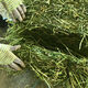 Alfalfa hay, fodder for cattle, sheep and horses, alfalfa fodder for alpacas, large zoo feed, alfalfa 50kg