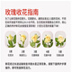 Jingdong Flowers Boutique Water-cultured Soilless Culture New Year's Eve Flowers Valentine's Day Rose Floyd 10 Pack 50CM Straight from the Source