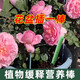 Guoguang Shiqi plant nutrition bar flower fertilizer slow-release fertilizer for household potted flowers nitrogen, phosphorus and potassium compound succulent fertilizer nutrition bar 1 box + bicloprid