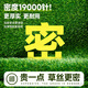 Simulated turf, artificial turf carpet, outdoor floor matting, football field artificial turf, plastic fake turf fence, Su Chao same style green backing adhesive, 3 cm thick, 18 stitches, 1 meter wide, several meters long, take a few pieces