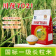 Long-grain fragrant rice Chuanyou 7021 rice seed national standard first-grade fragrant rice has a soft taste but not glutinous and chewy Chuanyou 7021 500g/bag 1 bag
