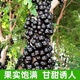 Jiabao Fruit Seeds, four-season sowing for balcony potted plants and small yard cultivation of high-yielding fruits, Sabah Jiabao Fruit Seeds, Jiabao Fruit Seeds (Rich in nutrients, sweet and sour, 3 packs (about 303 seeds), selected good seeds)
