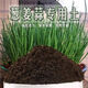 Onion, ginger, garlic, universal soil, flower and vegetable nutrient soil, nursery soil, flower golden kudzu special organic soil fertilizer, vegetable nutrient soil 20Jin Jin is equal to 0.5 kg