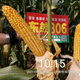 细辛东单806稳产玉米种子长马齿角质粮细轴抗旱耐涝耐高温 806【约5018粒】长马齿