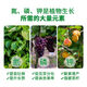 Green Long Nitrogen, Phosphorus and Potassium Balance High Potassium Rooting Water-Soluble Fertilizer Large Element Water-soluble Fertilizer Nutrient Fertilizer 20kg Large Element High Potassium Type 20kg