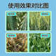 Wheat package, one spray, three preventions, wheat production increase, disease prevention, antibacterial, insecticide, anti-falling resistance, strong seedlings, increase production package, 10-in-1 (10 acres dosage)