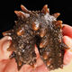 Sea cucumber, ready-to-eat sea cucumber single pack, Dalian fresh sea cucumber single pack, 500g seafood holiday gift box, ready-to-eat sea cucumber 31-50 pieces/Jin Jin equals 0.5 kg