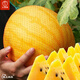 Dayu Yellow Heart Watermelon Seeds, Early Maturity, Yellow Skin, Red Flesh, Yellow Flesh, Special Xiaofeng Watermelon Seeds, Southern Fruit, Ansheng Huangmeiren Watermelon Seeds, 20 capsules