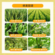 Bihuchi Indiyi Brassica vegetable and flower antidote to damage, increase production, activate cells, plant growth regulator 50g