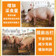 OIMG pig premix full-stage compound fattening pig special 10% suckling piglets